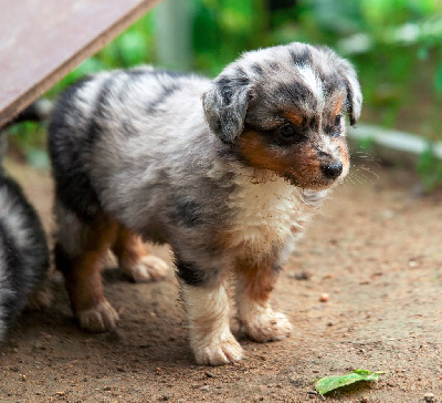 Les chiots de Berger Américain Miniature 