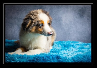 Les chiots de Berger Américain Miniature 