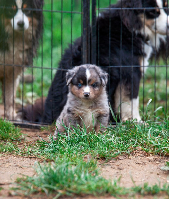 Les chiots de Berger Américain Miniature 