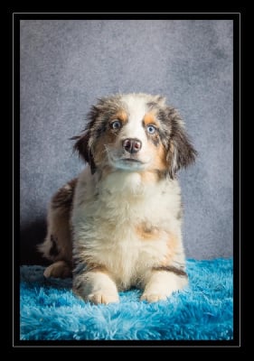 Les chiots de Berger Américain Miniature 