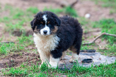 Les chiots de Berger Américain Miniature 