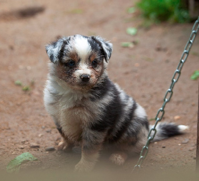 Les chiots de Berger Américain Miniature 