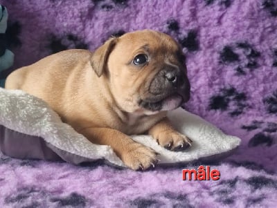 CHIOT - Staffordshire Bull Terrier