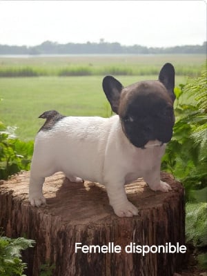 Les chiots de Bouledogue français