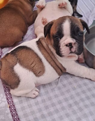 Les chiots de Bouledogue français