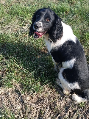 Étalon English Springer Spaniel - Solly Des Terres De Beaulieu