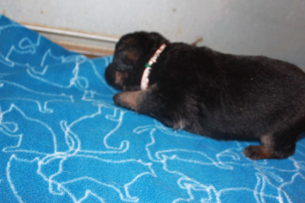 CHIOT 6 - Berger Allemand