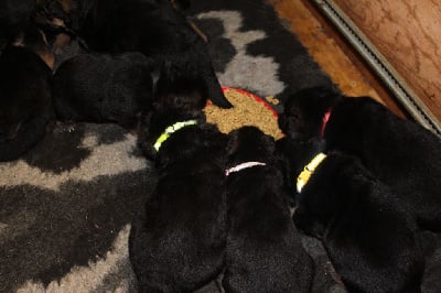 Les chiots de Berger Allemand