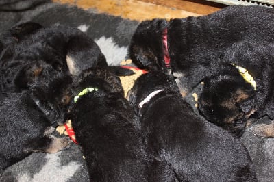 Les chiots de Berger Allemand