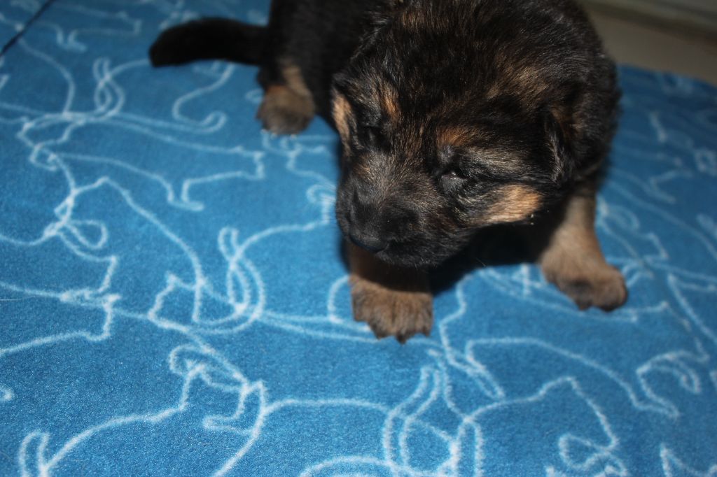 CHIOT 4 - Berger Allemand