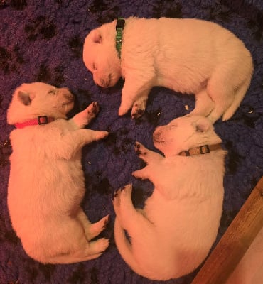 Les chiots de Berger Blanc Suisse