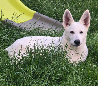 Les chiots de Berger Blanc Suisse