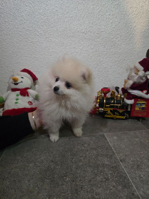 Les chiots de Spitz allemand