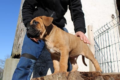 Les chiots de Cane Corso