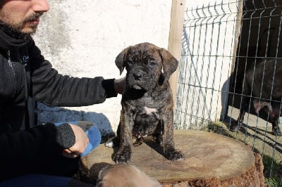 Les chiots de Cane Corso