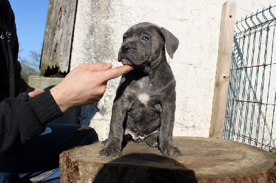 Les chiots de Cane Corso