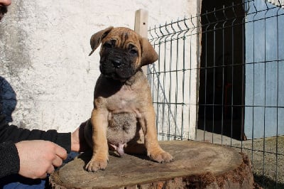 Les chiots de Cane Corso