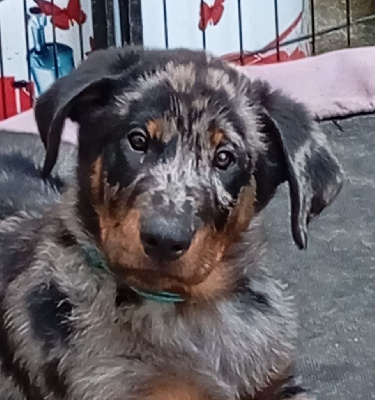 Les chiots de Berger de Beauce