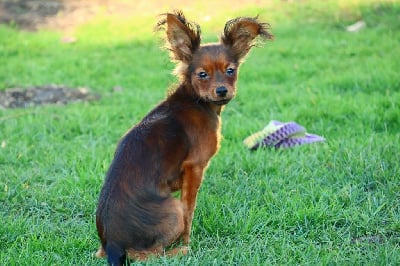 Les chiots de Russkiy Toy (Petit Chien Russe)