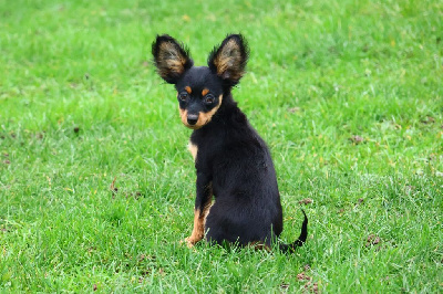 Les chiots de Russkiy Toy (Petit Chien Russe)