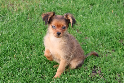 Les chiots de Russkiy Toy (Petit Chien Russe)