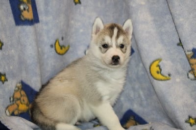 Les chiots de Siberian Husky