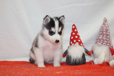 Les chiots de Siberian Husky