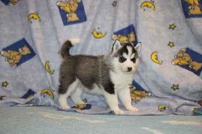 Les chiots de Siberian Husky