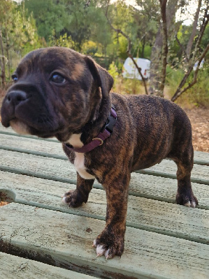 Les chiots de Staffordshire Bull Terrier