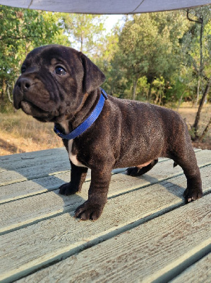 Les chiots de Staffordshire Bull Terrier