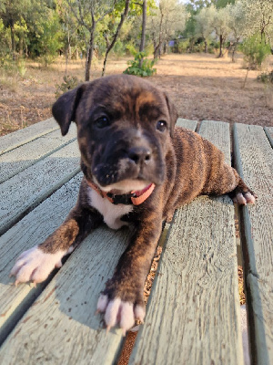 Les chiots de Staffordshire Bull Terrier