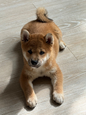 CHIOT 2 - Shiba