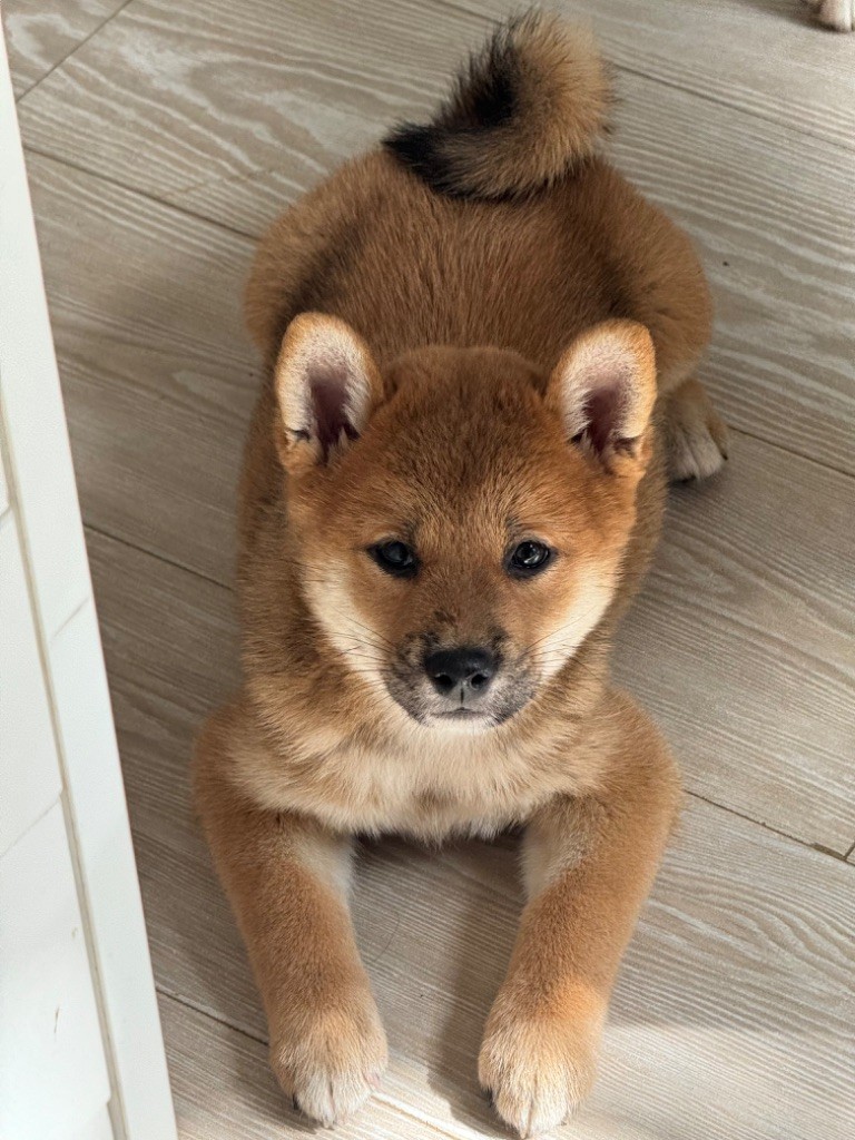 CHIOT 4 - Shiba