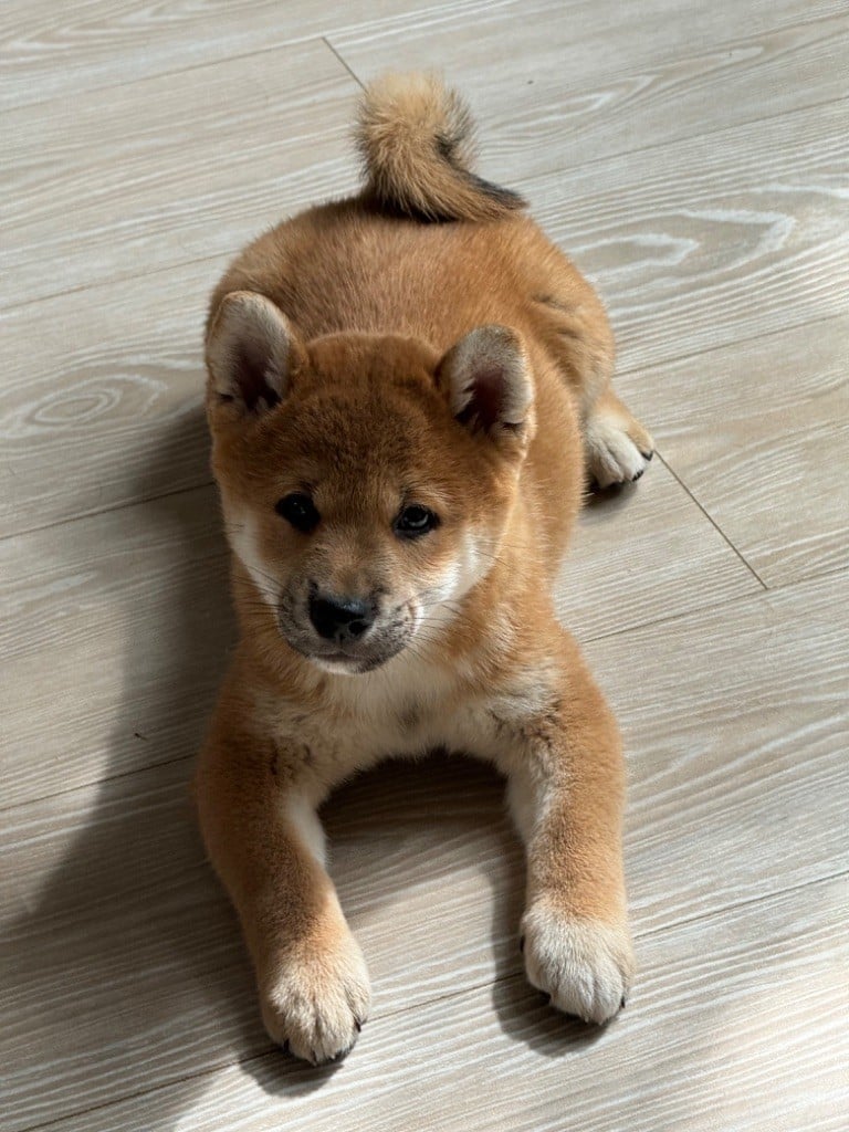 CHIOT 2 - Shiba