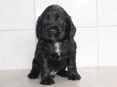 Les chiots de Cocker Spaniel Anglais