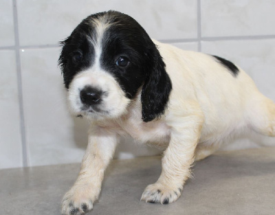 Les chiots de Cocker Spaniel Anglais