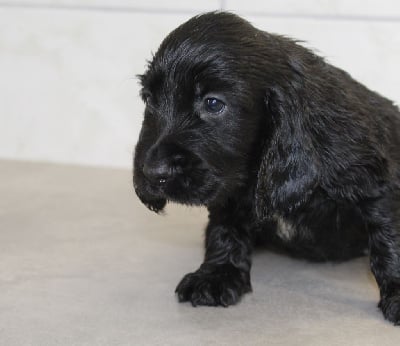 Les chiots de Cocker Spaniel Anglais