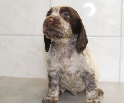 Les chiots de Cocker Spaniel Anglais