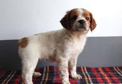 Les chiots de Epagneul Breton