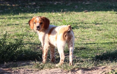 Les chiots de Epagneul Breton