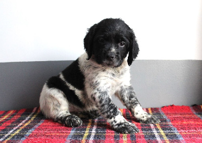 Les chiots de Epagneul Breton