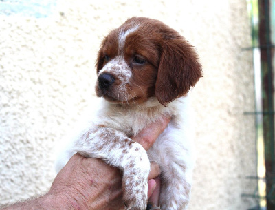 Les chiots de Epagneul Breton