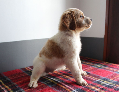 Les chiots de Epagneul Breton