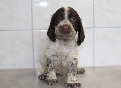 Mâle 1 - Cocker Spaniel Anglais