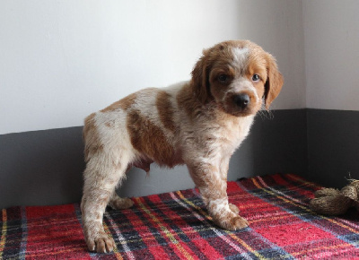 Les chiots de Epagneul Breton