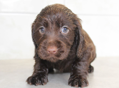 Les chiots de Cocker Spaniel Anglais