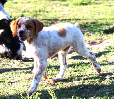 Les chiots de Epagneul Breton