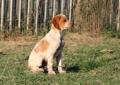 Les chiots de Epagneul Breton