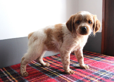 Les chiots de Epagneul Breton