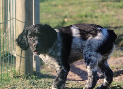 Les chiots de Epagneul Breton